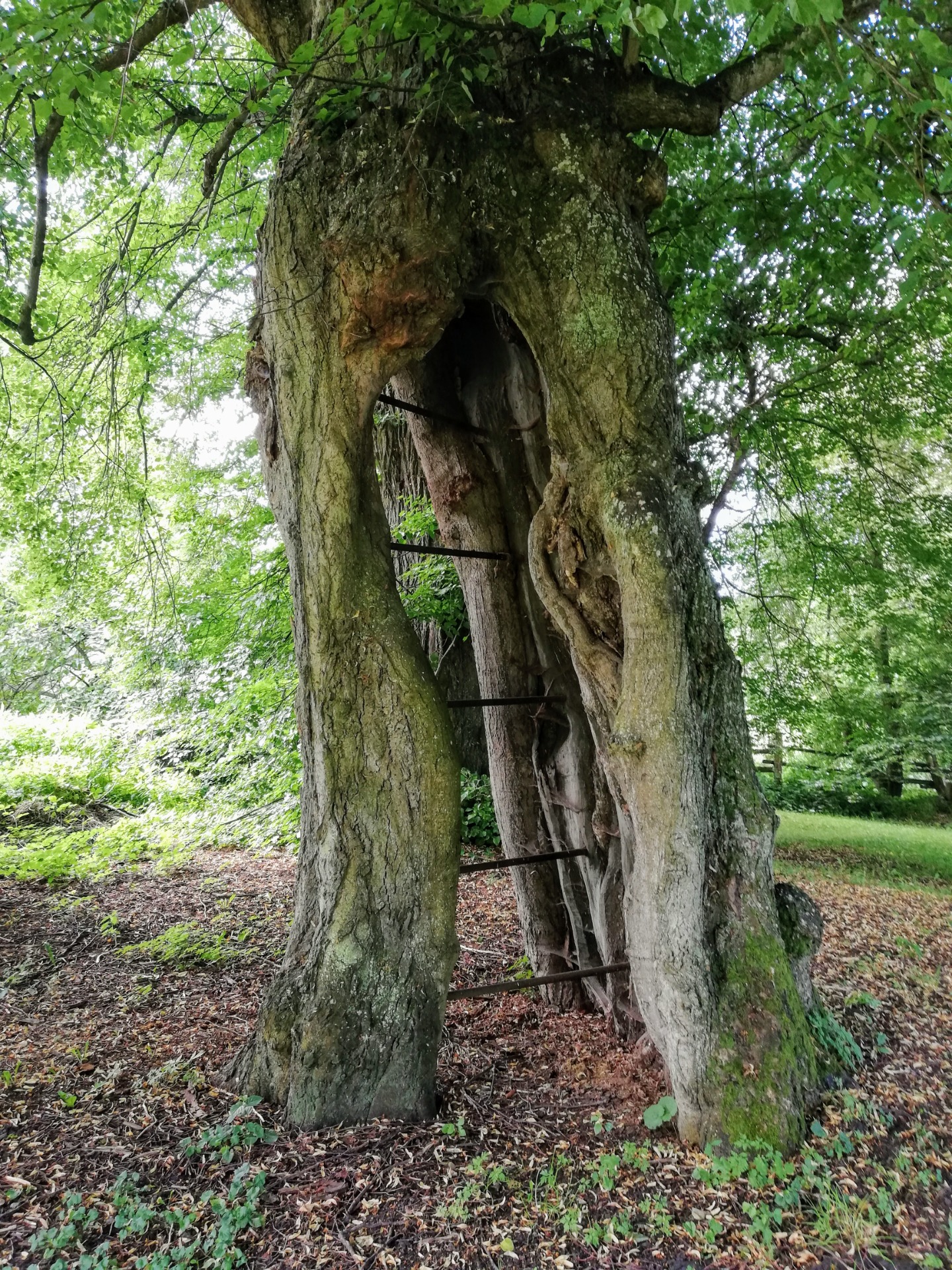 400 Jahre alte Linde am Schmiedenhof